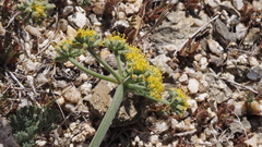 Lomatium mohavense