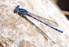 Argia nahuana