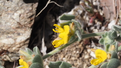 Acmispon argophyllus argophyllus