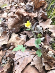 Ranunculus hispidus hispidus