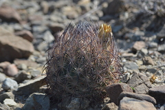 Echinomastus durangensis