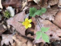 Ranunculus hispidus hispidus