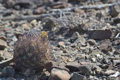 Echinomastus durangensis