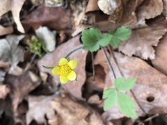Ranunculus hispidus hispidus