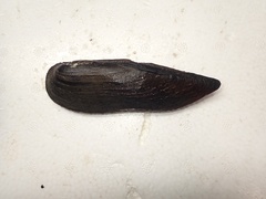 Lanceolaria oxyrhyncha