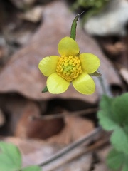 Ranunculus hispidus hispidus