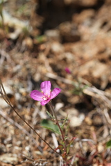 Clarkia gracilis gracilis