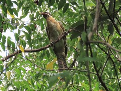 Eudynamys orientalis cyanocephalus