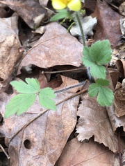 Ranunculus hispidus hispidus