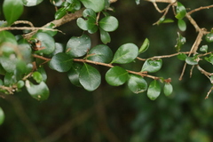 Planchonella cotinifolia
