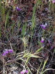 Festuca microstachys