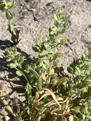 Image of Lepidium dictyotum by (c) Adam J. Searcy, some rights reserved (CC BY)