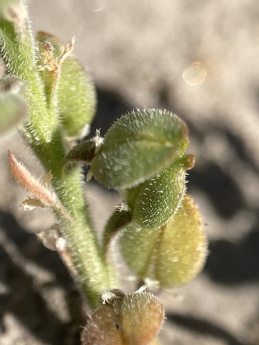 Image of Lepidium dictyotum by (c) Adam J. Searcy, some rights reserved (CC BY)