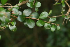 Planchonella cotinifolia