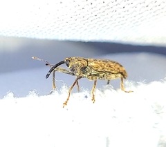 Dorytomus mucidus