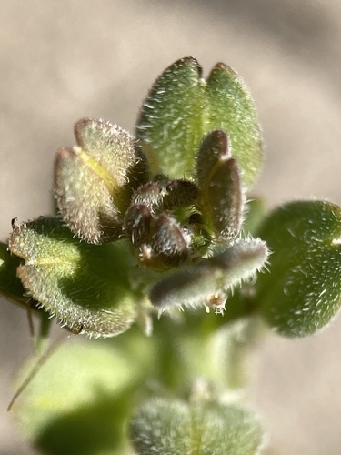 Image of Lepidium dictyotum by (c) Adam J. Searcy, some rights reserved (CC BY)