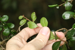 Planchonella cotinifolia