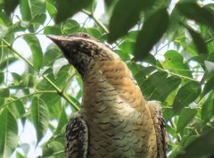 Eudynamys orientalis cyanocephalus
