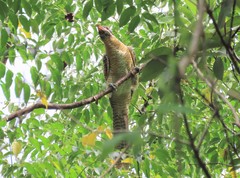 Eudynamys orientalis cyanocephalus