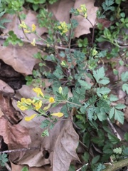 Corydalis crystallina