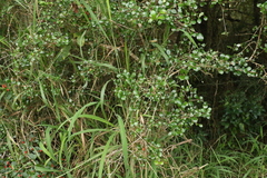 Planchonella cotinifolia