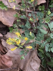 Corydalis crystallina