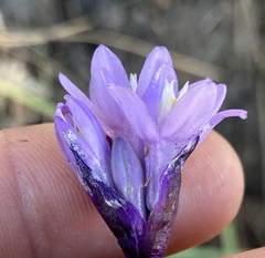 Dipterostemon capitatus capitatus