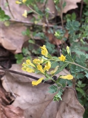 Corydalis crystallina
