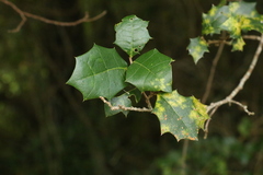 Alchornea ilicifolia