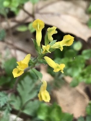 Corydalis crystallina