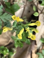 Corydalis crystallina
