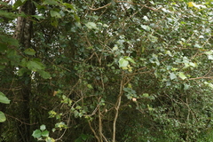 Alchornea ilicifolia