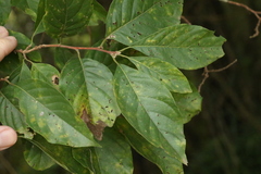 Turraea pubescens