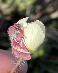 Schinia pulchripennis