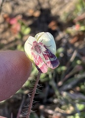 Schinia pulchripennis