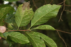 Turraea pubescens