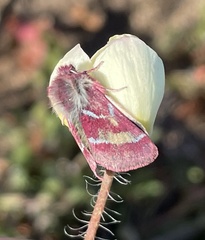 Schinia pulchripennis