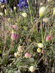 Schinia pulchripennis