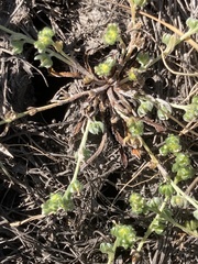 Plagiobothrys acanthocarpus