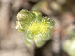 Plagiobothrys acanthocarpus