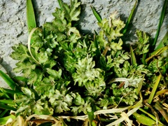 Artemisia vulgaris kamtschatica