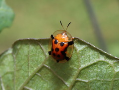 Aspidimorpha westwoodi