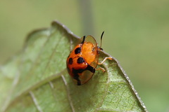 Aspidimorpha westwoodi