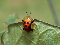 Aspidimorpha westwoodi