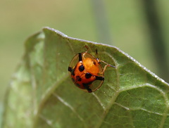 Aspidimorpha westwoodi
