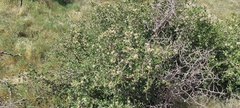 Prunus fremontii