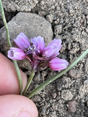 Allium scilloides