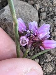 Allium scilloides