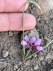 Allium scilloides