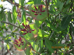 Lonicera sempervirens